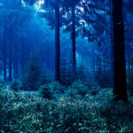 Savage stampana VINYL pozadina 1.5m x 2.2m TWILIGHT WOODS