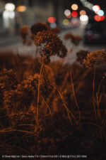 Sony 50mm 1.4 GM - Slika 6