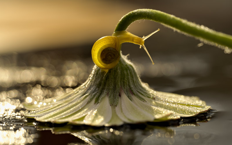 Nikon Z MC 105mm 2.8